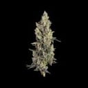 Seedsman Thai Cookies Auto strain