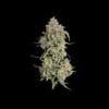 Seedsman Lilac Cookies Auto strain