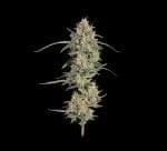 Seedsman Chem Cookies Auto strain
