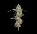 Seedsman Chem Cookies Auto strain