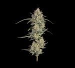 Seedsman Chem Cookies Auto strain