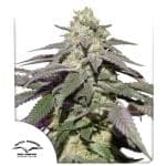 Skywalker Haze Auto Feminized Seeds-DP-SKYHAZ-AUTO-FEM