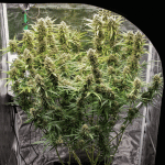 Skywalker Haze Auto Feminiseret Frø-DP-SKYHAZ-AUTO-FEM