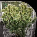Skywalker Haze Auto Feminized Seeds-DP-SKYHAZ-AUTO-FEM