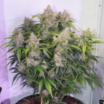 Skywalker Haze Auto Feminiseret Frø-DP-SKYHAZ-AUTO-FEM
