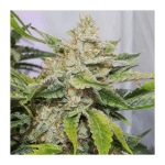 Skywalker Haze Auto Feminiseret Frø-DP-SKYHAZ-AUTO-FEM