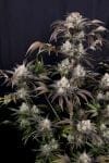 Frost Banger F4 Auto from Fast Buds