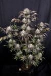 Frost Banger F4 Auto from Fast Buds