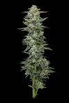 Honey Bear strain from Humboldt Seed Co