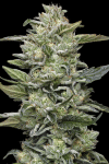 Honey Bear strain from Humboldt Seed Co