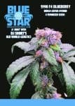 1998 Blueberry F4 Feminized Seeds-DJSHO-BB-FEM
