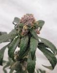 1998 Blueberry F4 Feminized Seeds-DJSHO-BB-FEM