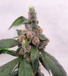 1998 Blueberry F4 Feminized Seeds-DJSHO-BB-FEM