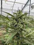 Seedsman Lilac Cookies Auto strain