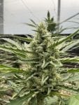 Seedsman Lilac Cookies Auto strain