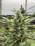 Seedsman Lilac Cookies Auto strain
