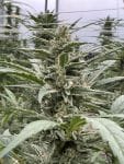 Seedsman Thai Cookies Auto strain