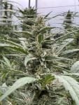 Seedsman Thai Cookies Auto strain