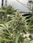 Seedsman Thai Cookies Auto strain