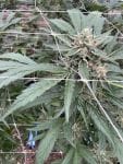 Seedsman Chem Cookies Auto strain