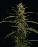 Caribbean Queen Feminised strain from Humboldt Seed Co.