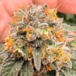 Kingston Punch Auto strain by Dutch Passion