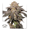 Kingston Punch Feminised strain by Dutch Passion