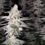 Kingston Punch Feminised strain by Dutch Passion