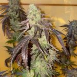Kingston Punch Feminised strain by Dutch Passion