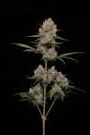 Hella Jelly Auto strain by Humboldt Seed Co.