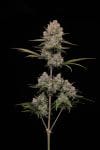 Hella Jelly Auto strain by Humboldt Seed Co.