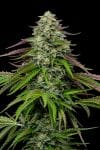 Garlic Budder Auto strain by Humboldt Seed Co