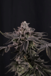 Z42 Feminised strain by Fast Buds