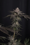 Z42 Feminised strain by Fast Buds