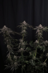 Z42 Feminised strain by Fast Buds