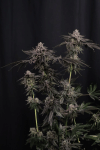 Z42 Feminised strain by Fast Buds