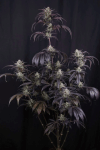 Strawberry Gorilla RF3 Auto by Fast buds