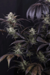 Strawberry Gorilla RF3 Auto by Fast buds