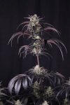 Strawberry Gorilla RF3 Auto by Fast buds