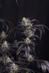 Strawberry Gorilla RF3 Auto by Fast buds