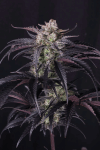 Strawberry Gorilla RF3 Auto by Fast buds