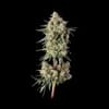 Haze Burger strain from Happy Valley Genetics