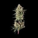 Haze Burger strain from Happy Valley Genetics