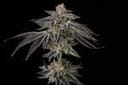 Purple Ink strain by Umami Seed Co