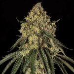 B-52 Feminised strain from Silent Seeds