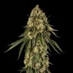 B-52 Feminised strain from Silent Seeds