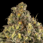 B-52 Feminised strain from Silent Seeds