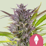 Green Gelato феминизирани семена-RQS-GG-FEM