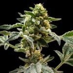 Sherbanger Feminised strain from Seedsman
