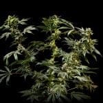 Sherbanger Feminised strain from Seedsman